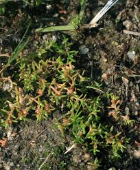 Image result for Crassula granvikii