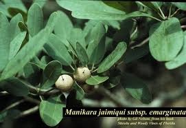 Image result for Manilkara