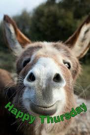 Happy Thursday Cute Animals Animals Funny Animals