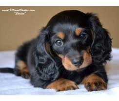 Miniature Long Haired Dachshund Want This One Dachshund Dog Dachshund Puppies Daschund Puppies
