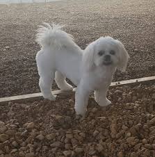 I can not recommend pampered pets enough they are beyond reproach, they love your family member (pet) that you leave in their care as if they are their own. Pampered Pet Resort Llc Home Facebook