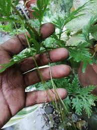 Image result for Selaginella nivea