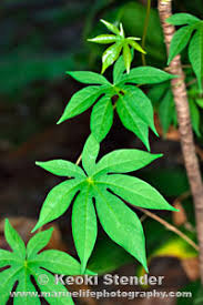 Image result for Merremia tuberosa