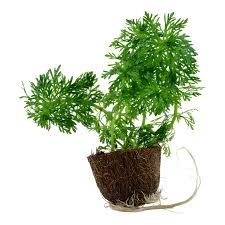 Image result for Limnophila crassifolia