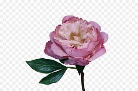 Gardening #roses #peonies this week, the garden is loaded with beautiful blooms. Wedding Flower Bouquet Png Download 800 600 Free Transparent Peony Png Download Cleanpng Kisspng