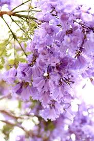 Friday Flower Pick Jacaranda Trees Jacaranda Tree Beautiful Flowers Flowers Nature