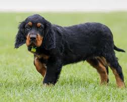 Früher hatte der gordon setter weiße abzeichen, die sich heute auf einen kleinen brustfleck beschränken. Gordon Setter Welpen Welpenknigge De