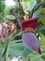 Image result for Musa Cavendish