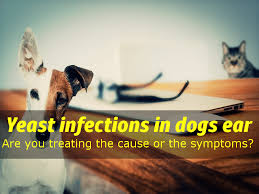 Usually the composition is slightly different. Yeast Infections In Dogs Ear Symptoms Causes Treatment Prevention