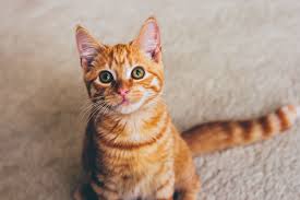How To Treat Anemia In Cats