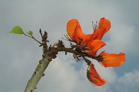 Image result for Erythrina lysistemon