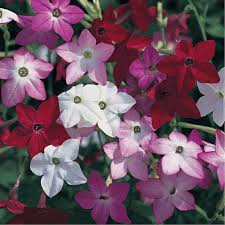 Image result for Nicotiana