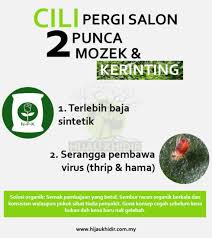 Kayap juga dikenali sebagai herpes zoster dalam istilah perubatan. Kerinting Mozek Pokok Cili Pun Pergi Salon Hijau Khidir