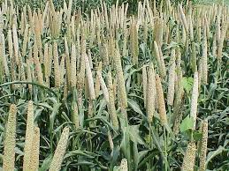 Millet is tiny in size and round in. Millet Wikipedia