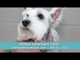 At highlands pet hospital, we believe in maximizing your pet's health, wellness, and quality of life. Helena Veterinary Clinic Veterinarian Pet Boarding Pet Grooming In Helena Al