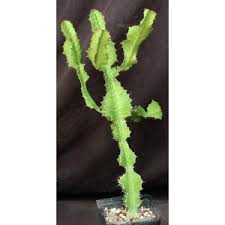 Image result for Euphorbia fortissima