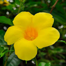 Image result for Allamanda schottii
