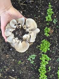 We did not find results for: How To Grow Mushrooms On Outdoor Mushroom Beds North Spore