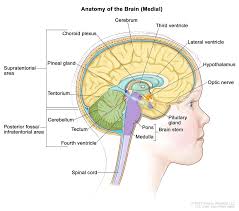 The central nervous system, which includes the brain and spinal cord, and the peripheral nervous system (all the other. Understanding Pediatric Brain And Spinal Cord Tumors Doernbecher Children S Hospital Ohsu