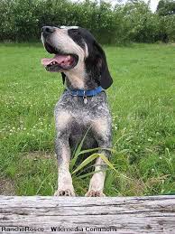 Image result for malý modrý gaskoňský honič