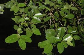 Image result for Drypetes gerrardii