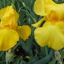 Genus iris may be rhizomatous or bulbous perennials, with narrow leaves and erect stems bearing flowers with 3 large. Iris Pflanzenkombinationen Matelma