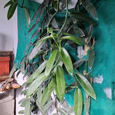 Image result for Vanilla polylepis