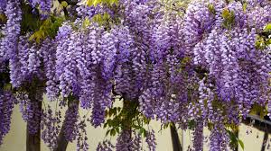 We did not find results for: How To Grow Wisteria Follow Our Top Tips For A Showstopping Display Gardeningetc