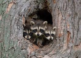 Maybe you would like to learn more about one of these? Outdoors Baby Raccoons Interlochen