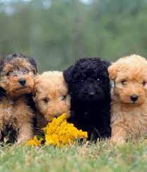 Lakeland Terrier Breed Info Pictures Characteristics Hypoallergenic Yes Lakeland Terrier Puppies Terrier Dog Breeds Terrier Puppies