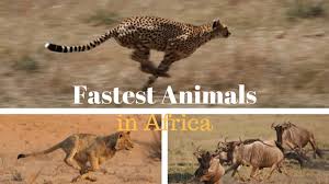 They are the greatest of the african carnivores. Top 10 Fastest Animals In Africa And The World