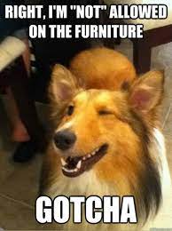 Best compilation of animal version run meme. Funny Dog Memes Clean Funny Dog Memes 2018 Dog Meme Face Cute Dog Memes Dog Memes Best Dog Memes Funny Dog Pictures Funny Dogs Funny Animal Pictures