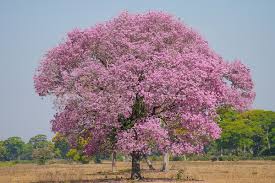 Image result for Handroanthus sp. near impetiginosus