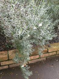 Image result for Gomphostigma