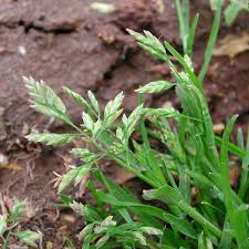 Image result for Poa annua