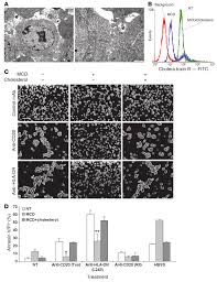 So the liver combines them with proteins. Nvolvement Of Microvilli And Plasma Membrane Cholesterol In Mab Induced Download Scientific Diagram