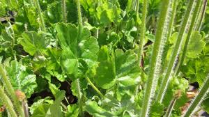 Image result for Heuchera cylindrica Greenfinch