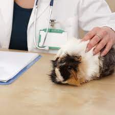 Guinea pigs can be much more expensive than you might have guessed. 10 Reasons Guinea Pigs Go To The Veterinarian Lafeber Co Small Mammals