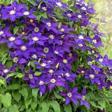 Vinca flowers can stand upright or can be trailing flowers, often preferred to spill out of a hanging basket or potted container. 45 Best Summer Flowers Beautiful Flowers That Bloom All Summer