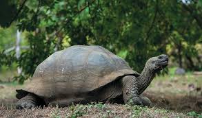 Aldabra Giant Tortoise Symbolism And Meaning - Your Spirit Animal