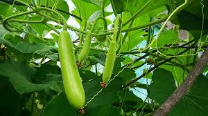 बाजार में बेचने की आ जाएगी नौबत, अगर इस तरीके से घर पर उगाएंगी लौकी | how  to grow bottle gourd aka lauki faster | HerZindagi