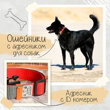 pin on navitagiart tags and collars