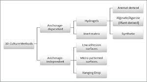 Maybe you would like to learn more about one of these? Chart Detailing The Principle Methods Involved In 3d Cell Culture Model Download Scientific Diagram