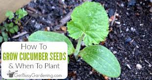 Continue reading on how to care and planting cucumbers at home from seeds in pots and ground including pollination, fertilization, pests, cucumber growing problems and the cause of cucumber bitter taste. How To Plant Cucumber Seeds A Step By Step Guide