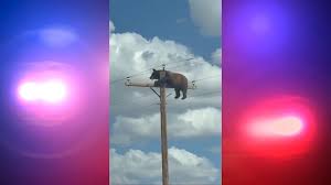 Bear Gets Stuck on New Mexico Utility Pole, Rescue Deemed Too Risky