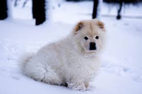 Try these 15 small white fluffy dog breeds! 25 White Dog Breeds That Will Steal Make A Meal Of Your Heart