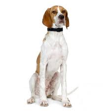 A pointer is a data type in many programming languages such as c++, they are basically references to other variables location in memory. Dog English Pointer Traits And Pictures