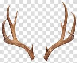 Pair Of Antlers Illustration Reindeer Antler Moose White Tailed Deer Deer Transparent Background Png C Antler Illustration Reindeer Antlers Deer Illustration Remove the background with one click, leaving a transparent image background to download as a png with our online photo editor. illustration reindeer antlers deer