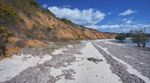 Image result for Caroxylon littoralis