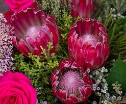 Proteas synonyms, proteas pronunciation, proteas translation, english dictionary definition of proteas. Proteas Stockbild Bild Von Proteas 50934941